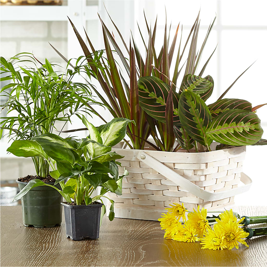 Florist Designed Blooming and Green Plants in a Basket – Flowers By Mgm, North York ON