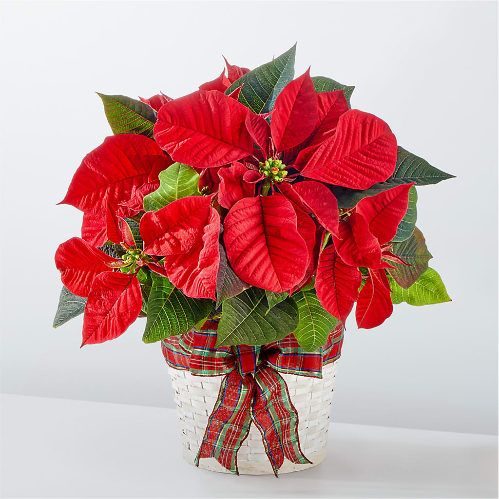 Happiest Holidays Poinsettia – Flowers By Mgm, North York ON