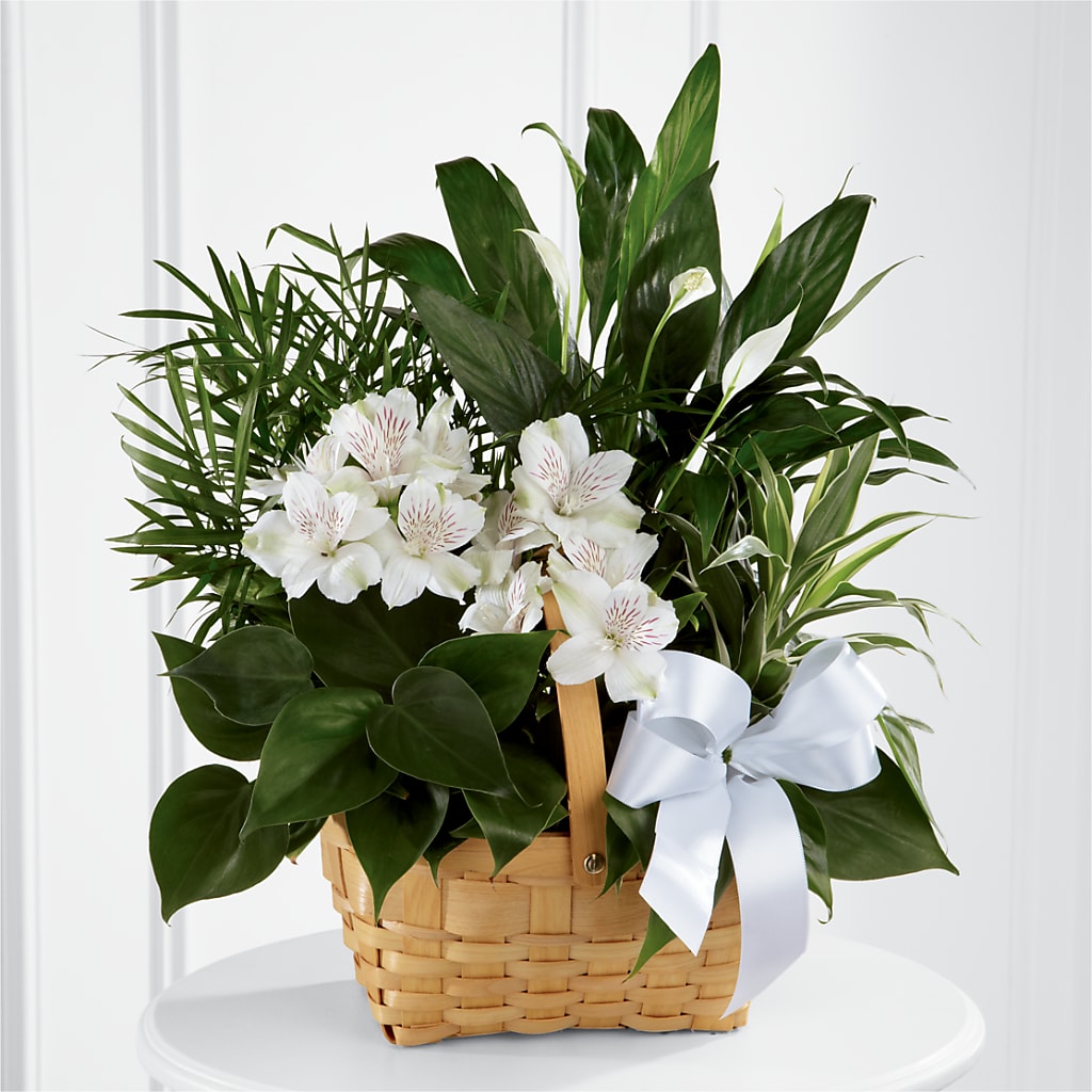Peace & Serenity Dishgarden – Flowers By Mgm, North York ON