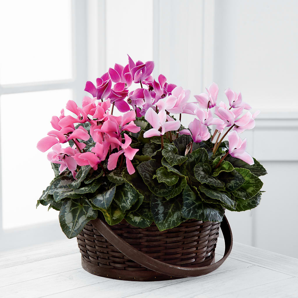 Mixed Cyclamen Planter – Flowers By Mgm, North York ON