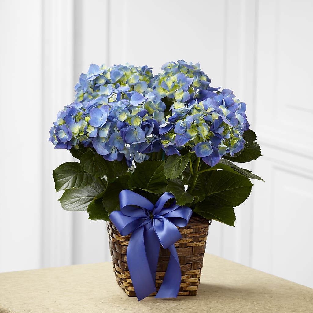 Blue Hydrangea Planter – Flowers By Mgm, North York ON
