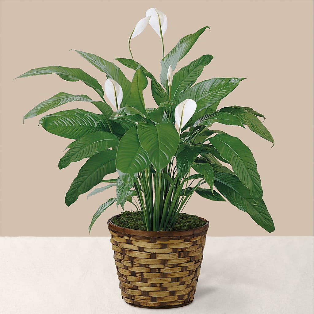 Tranquil Moments Peace Lily Plant – Flowers By Mgm, North York ON