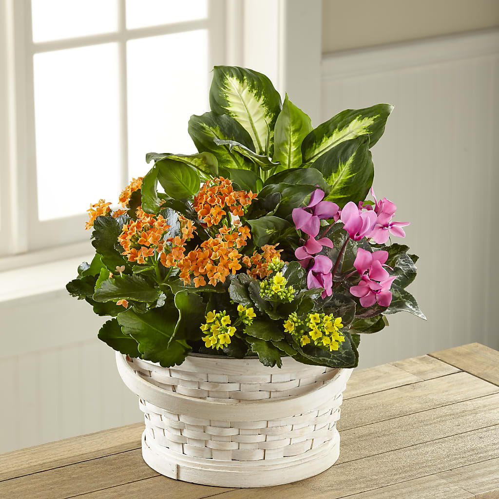Color Crush Dishgarden – Flowers By Mgm, North York ON