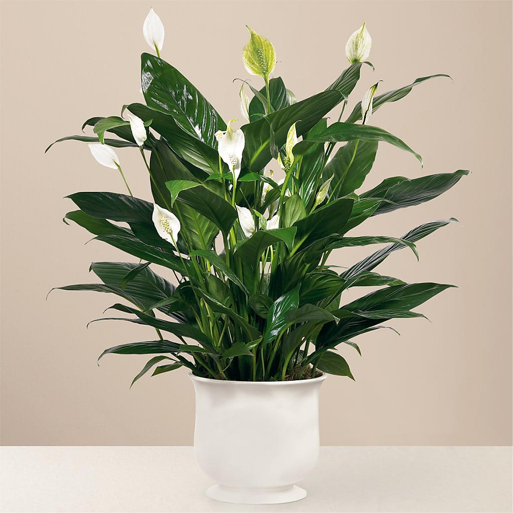 Comfort Planter – Flowers By Mgm, North York ON