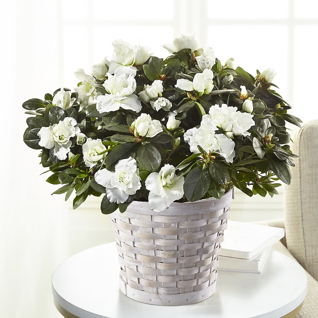 White Azalea Plant – Flowers By Mgm, North York ON