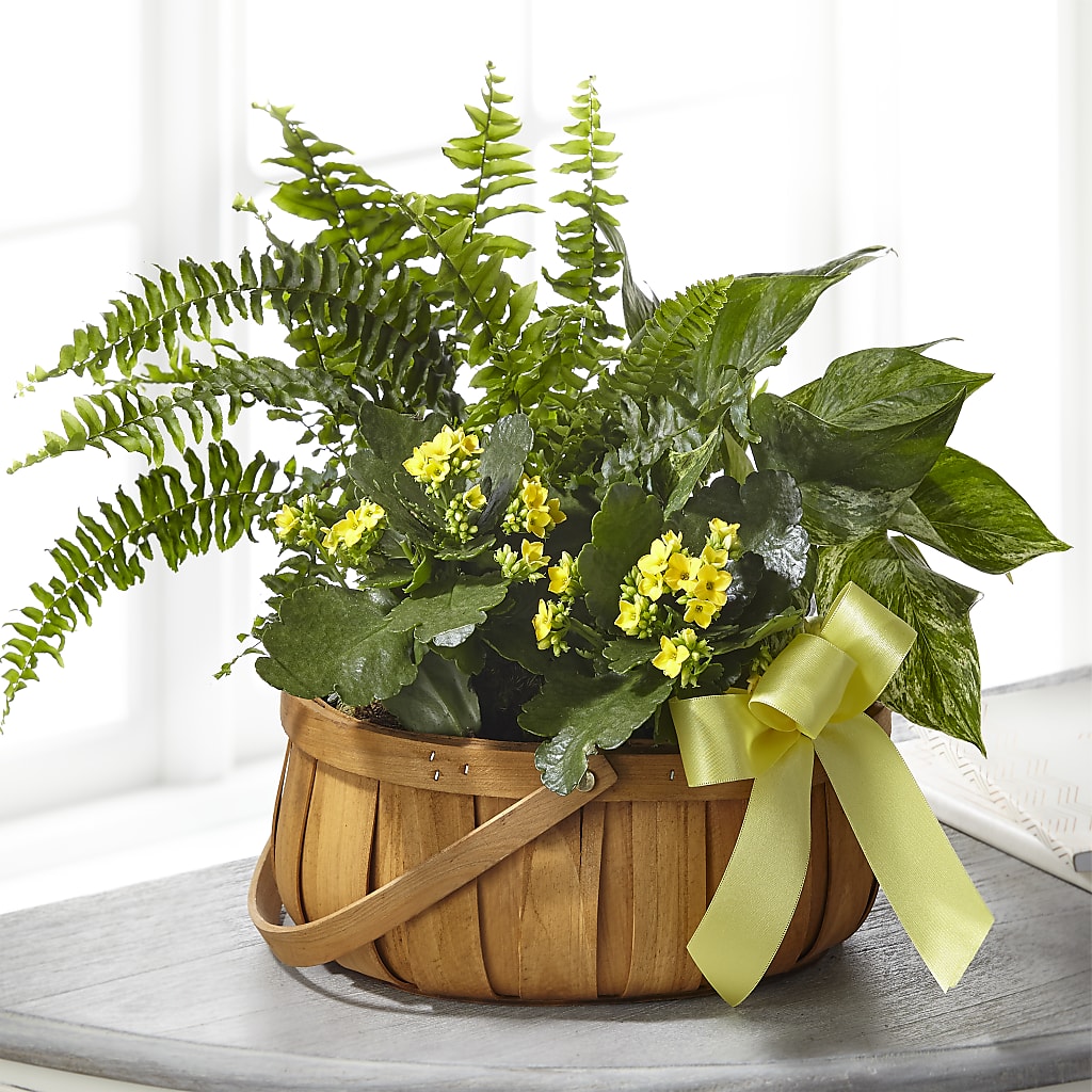 Always Dear Dishgarden – Flowers By Mgm, North York ON