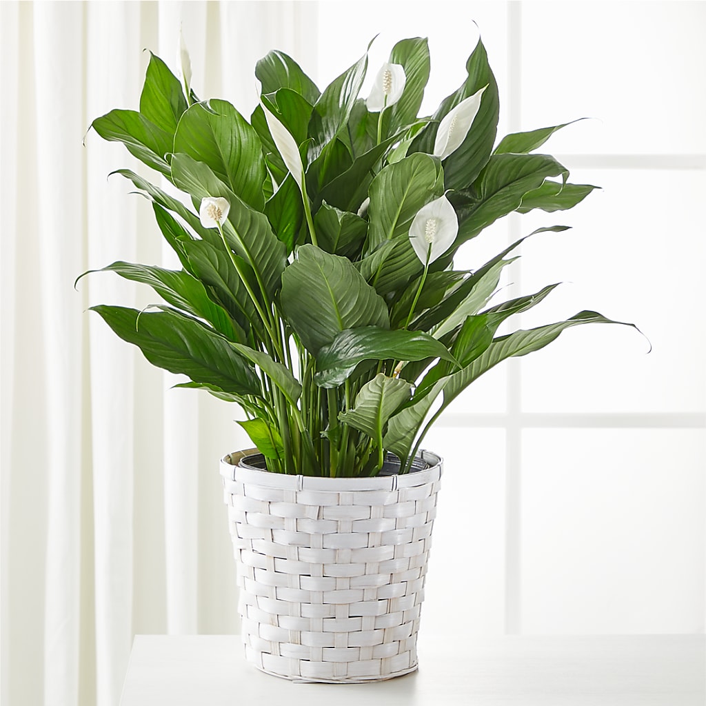 A New Leaf Peace Lily – Flowers By Mgm, North York ON