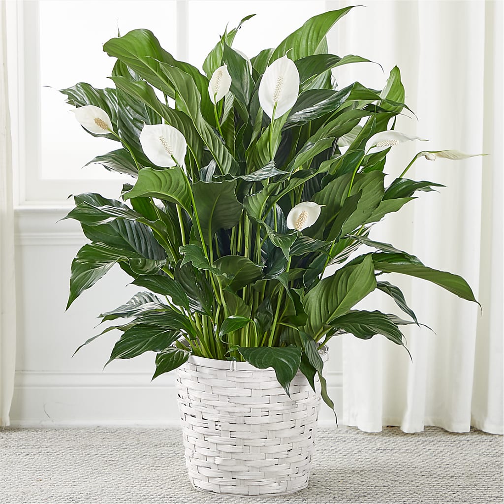 A New Leaf Peace Lily – Flowers By Mgm, North York ON