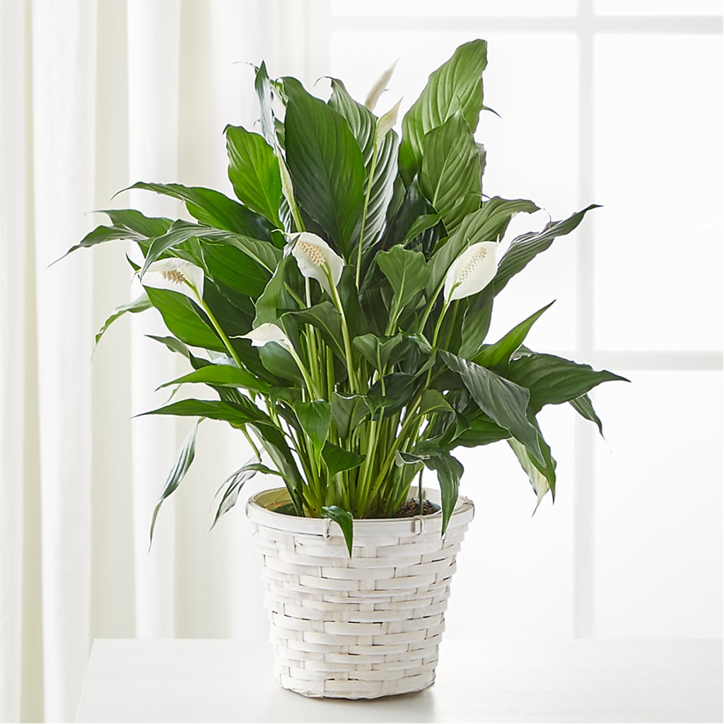 A New Leaf Peace Lily – Flowers By Mgm, North York ON