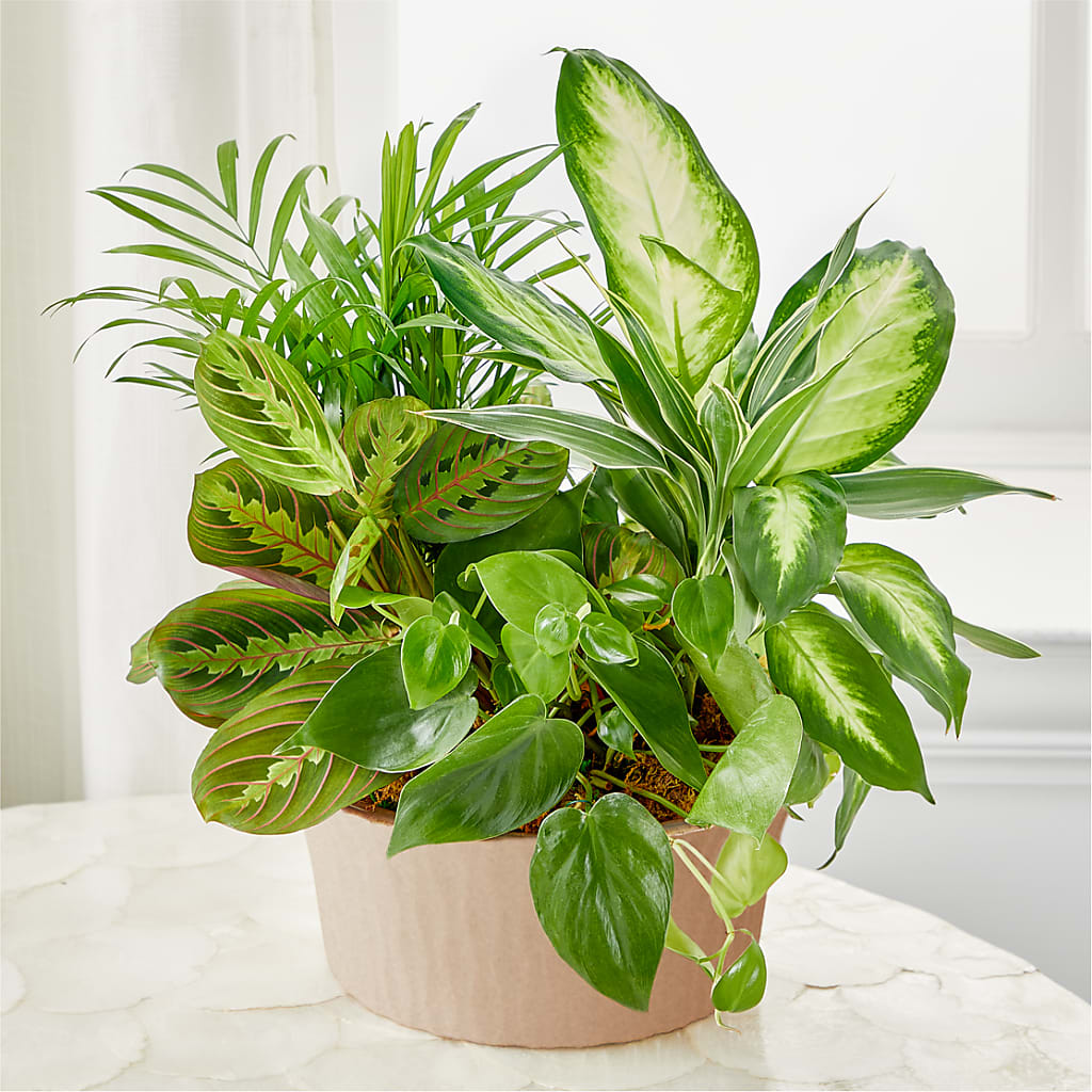 Balance & Harmony Dishgarden – Flowers By Mgm, North York ON