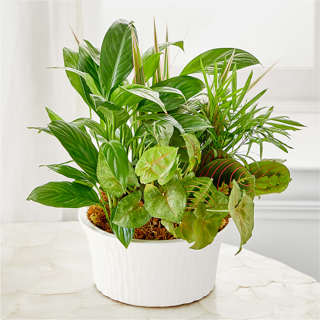 Balance & Harmony Dishgarden – Flowers By Mgm, North York ON