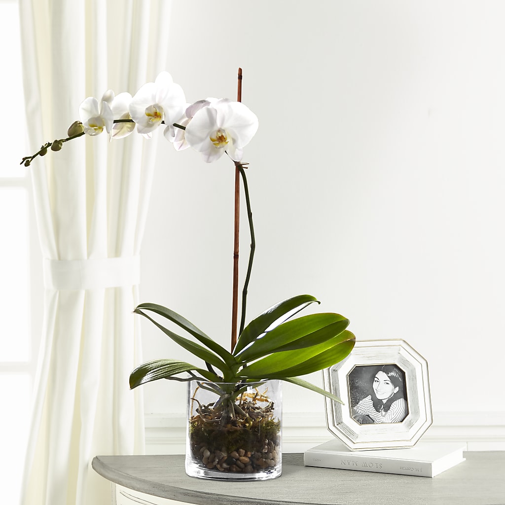 White Orchid Planter – Flowers By Mgm, North York ON