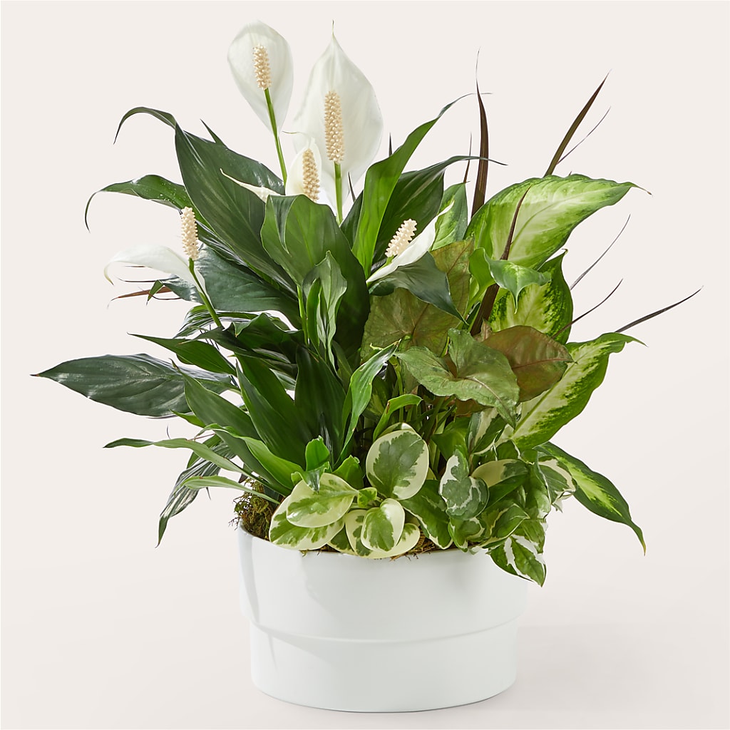 Radiating Positivity Dishgarden – Flowers By Mgm, North York ON