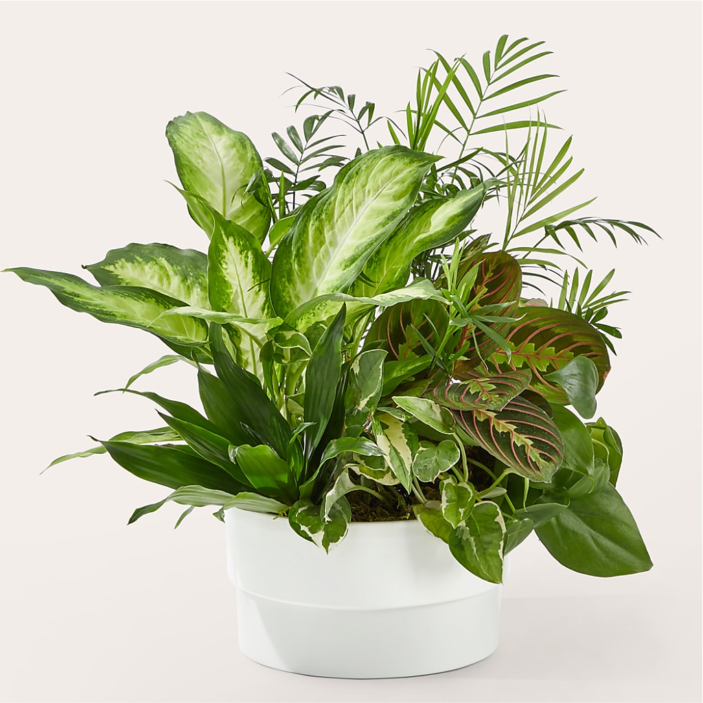 Radiating Positivity Dishgarden – Flowers By Mgm, North York ON