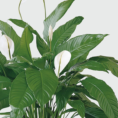Tranquil Moments Peace Lily Plant –  Flowers By Mgm, North York ON