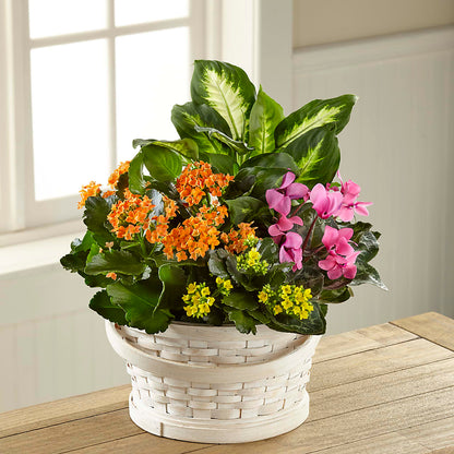 Color Crush Dishgarden –  Flowers By Mgm, North York ON
