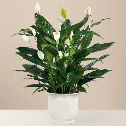 Comfort Planter –  Flowers By Mgm, North York ON