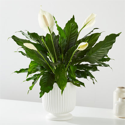 Comfort Planter –  Flowers By Mgm, North York ON