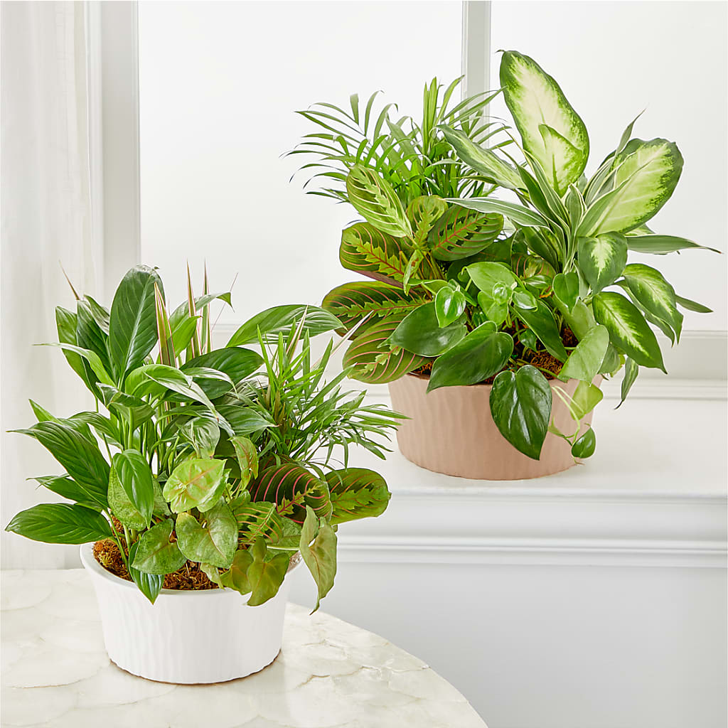 Balance & Harmony Dishgarden –  Flowers By Mgm, North York ON