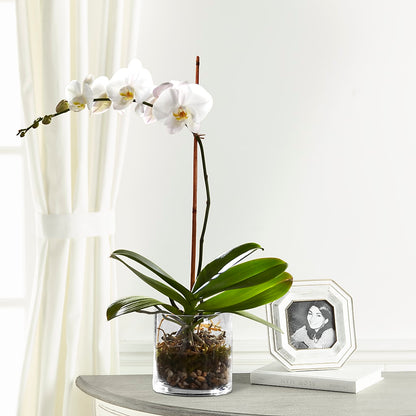 White Orchid Planter –  Flowers By Mgm, North York ON